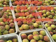 精品映霜紅桃苗推薦 高產(chǎn)優(yōu)質(zhì)、選購指南與價(jià)格分析
