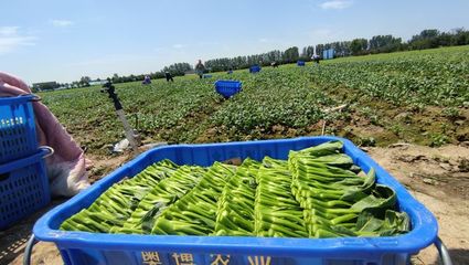 駐馬店驛城區(qū) 有機(jī)蔬菜直供港澳，生態(tài)種植鋪就富民路