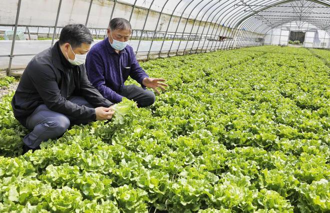 開門迎客！金山這家便民微菜場實現自產自銷，打造“家門口”的新鮮直供