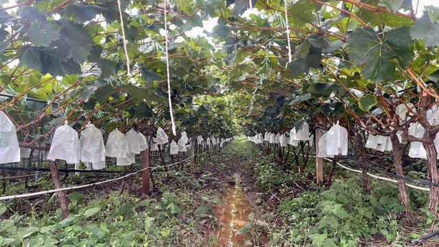 開發性金融賦能鄉村振興 農副產品種植的新引擎