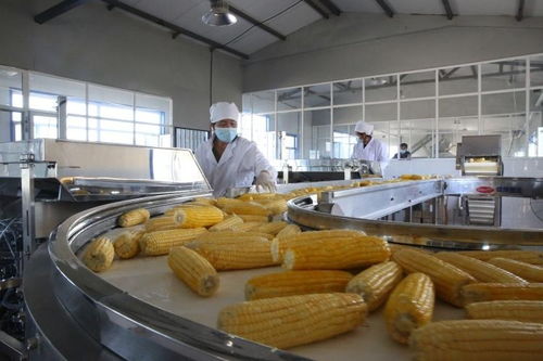 一路領(lǐng) 鮮 興安盟鮮食玉米繪就豐收畫卷